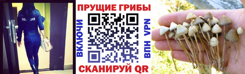 Псилоцибиновые грибы Cubensis Купить Ефремов